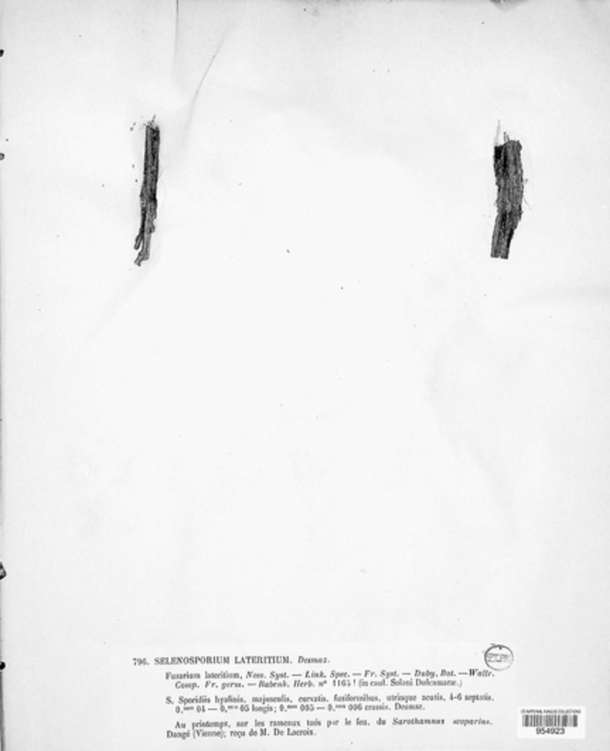 Fusarium lateritium image